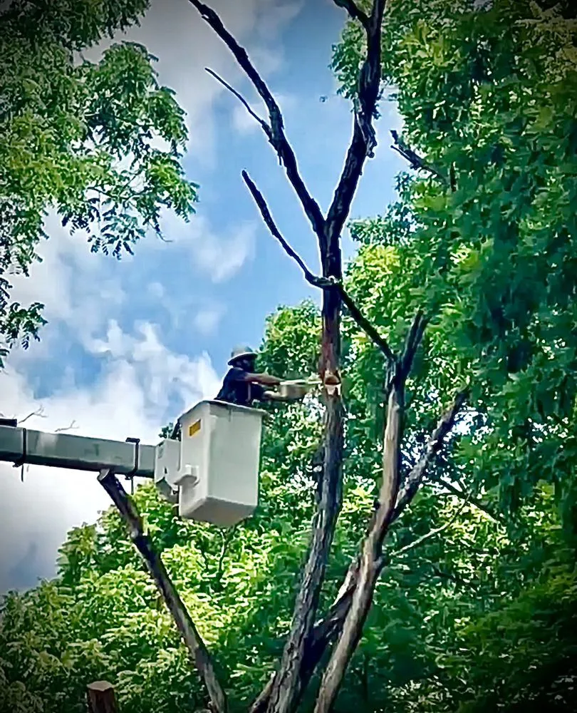 Top-rated yard cleanup service for beautiful yards across Bluefield, VA - Skyline Tree Solutions