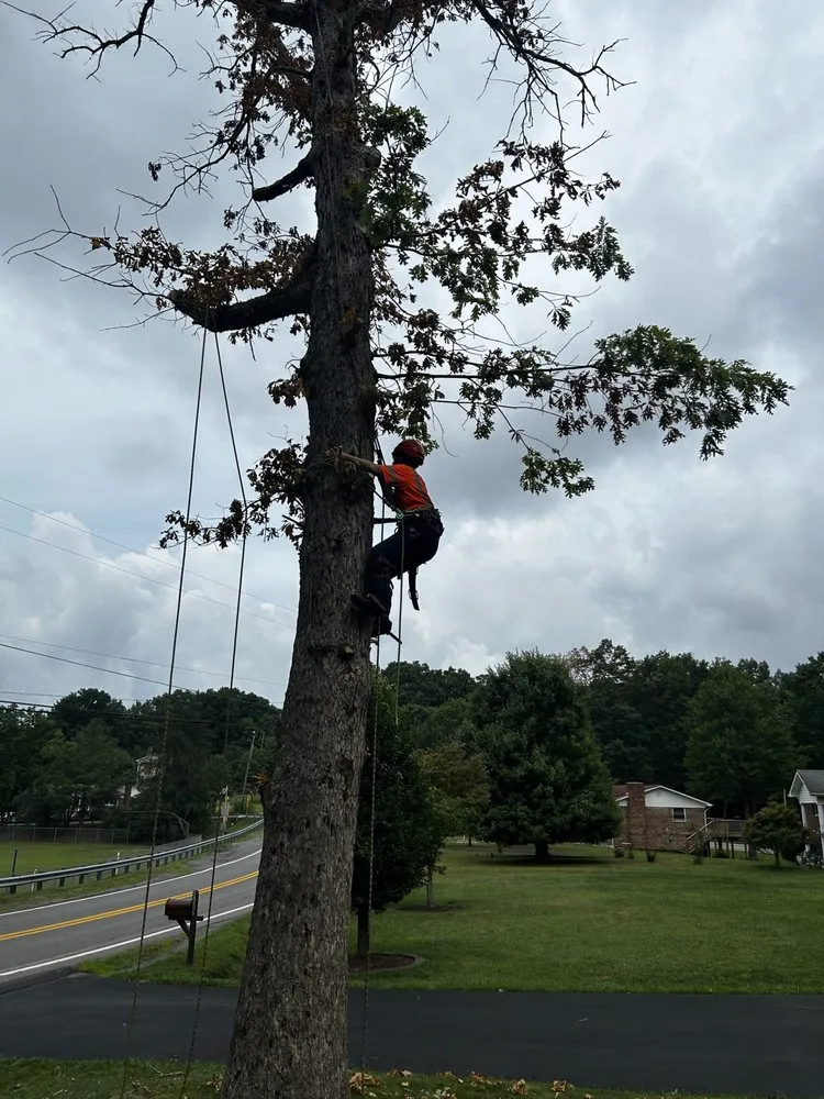 Local landscaping services experts serving Bluefield, VA - Skyline Tree Solutions