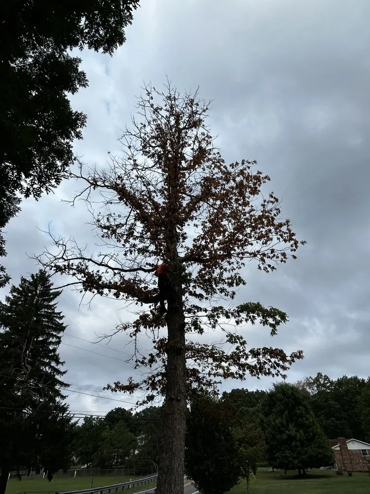 Expert yard maintenance near you across Bluefield, VA - Skyline Tree Solutions