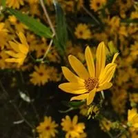 Professional garden landscaping in Memphis, TN by Sky's Lawn and Landscape