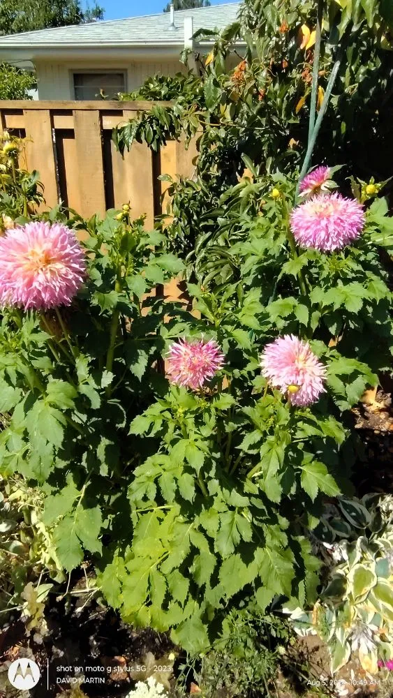 Custom garden landscaping with custom design across Portland, OR - Skys Limits Gardening and Aerial Trailing