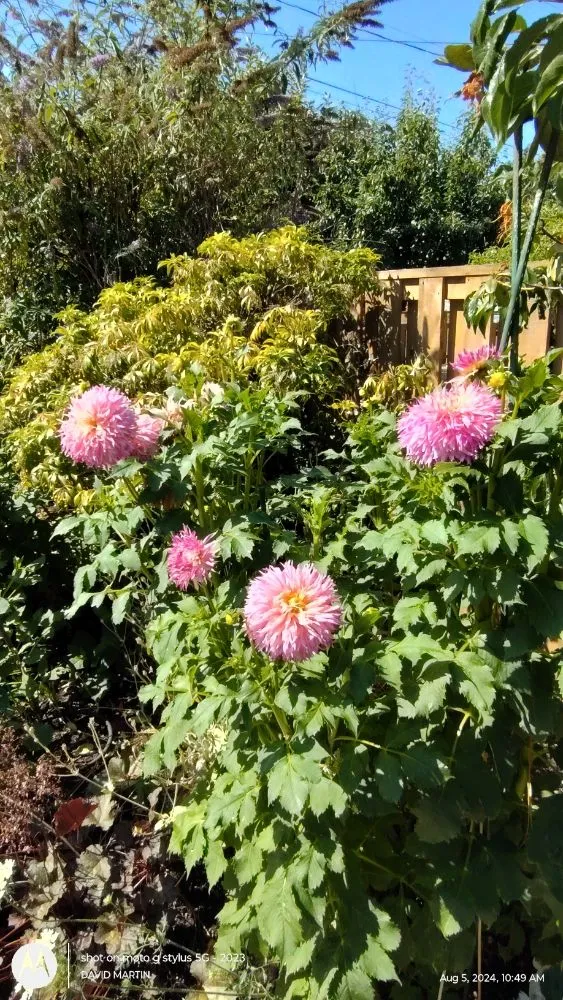 Custom landscape design for outdoor upgrades in Portland, OR by Skys Limits Gardening and Aerial Trailing