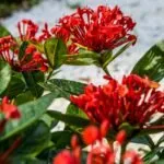 Affordable outdoor landscaping experts serving Miami, FL - Sky's Plant Nursery & Landscaping