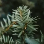 Local yard maintenance for beautiful yards in Miami, FL by Sky's Plant Nursery & Landscaping