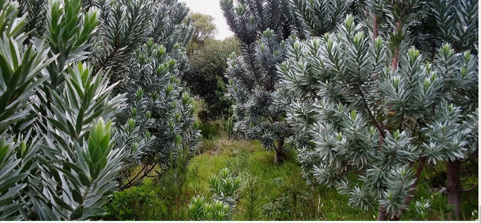 Top-rated landscape installation in Miami, FL - Sky's Plant Nursery & Landscaping