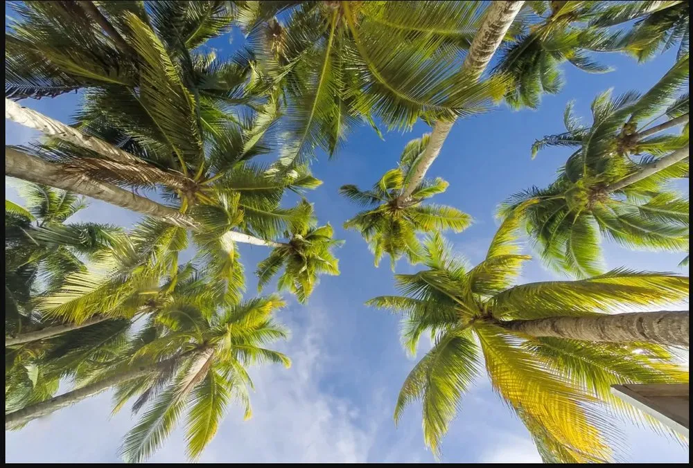 Reliable lawn mowing service near you in Miami, FL by Sky's Plant Nursery & Landscaping