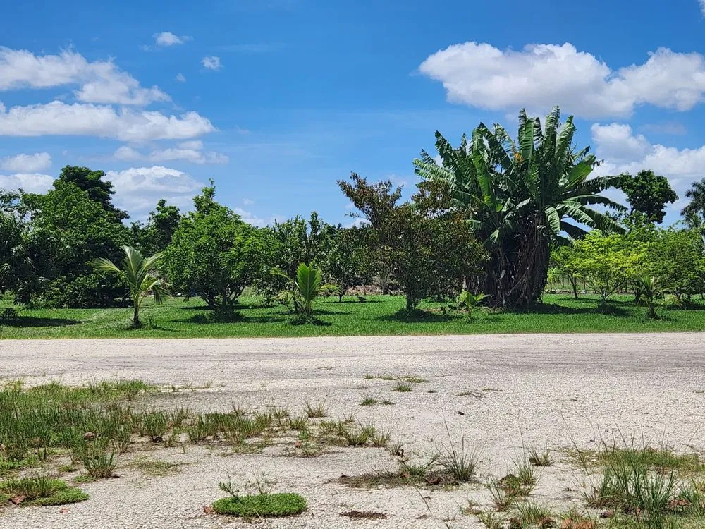 Affordable yard cleanup service near you in Miami, FL by Sky's Plant Nursery & Landscaping