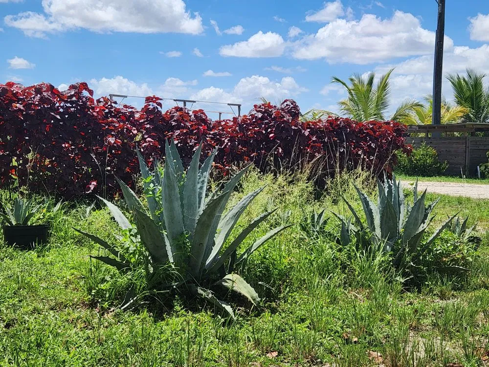 Local landscaping services for outdoor upgrades in Miami, FL by Sky's Plant Nursery & Landscaping