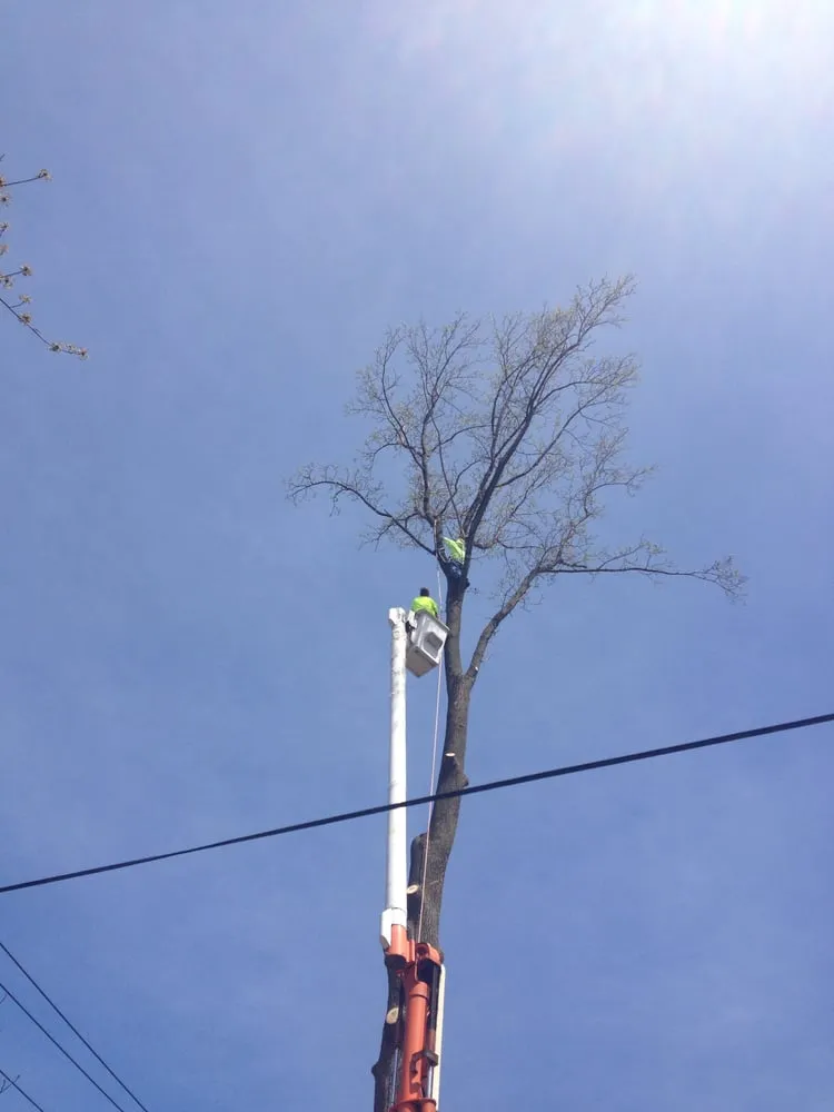 Local yard cleanup service experts serving New Cumberland, PA - Sky's The Limit Tree Services