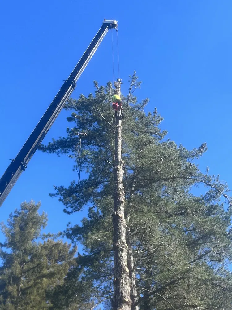 Top-rated landscaping services in Rohnert Park, CA by SkyView Tree Experts