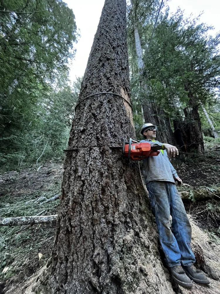 Trusted garden landscaping for beautiful yards across Rohnert Park, CA - SkyView Tree Experts
