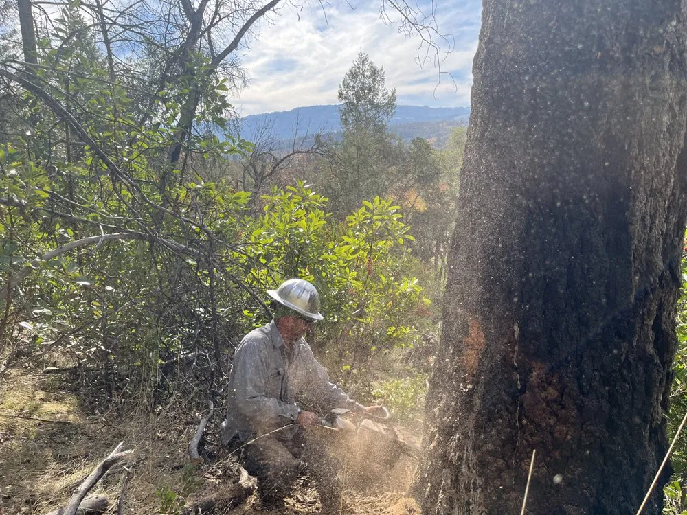 Local yard maintenance with custom design across Rohnert Park, CA - SkyView Tree Experts