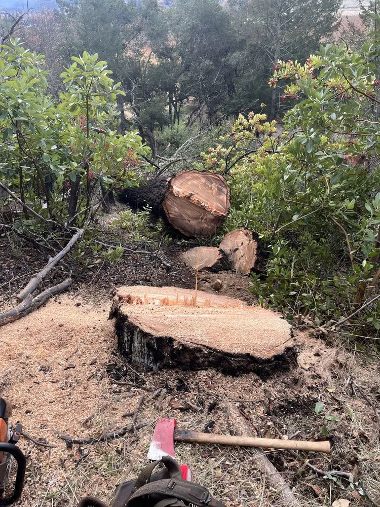 Top-rated landscaping services experts serving Rohnert Park, CA - SkyView Tree Experts