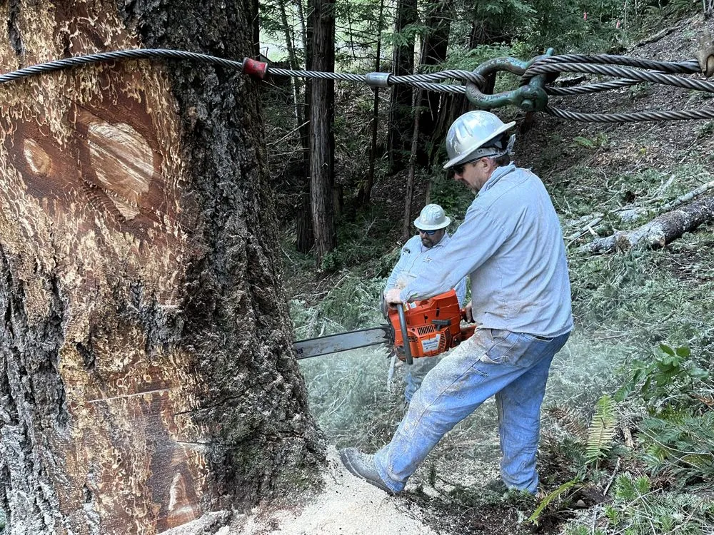 Reliable garden landscaping for homes in Rohnert Park, CA by SkyView Tree Experts