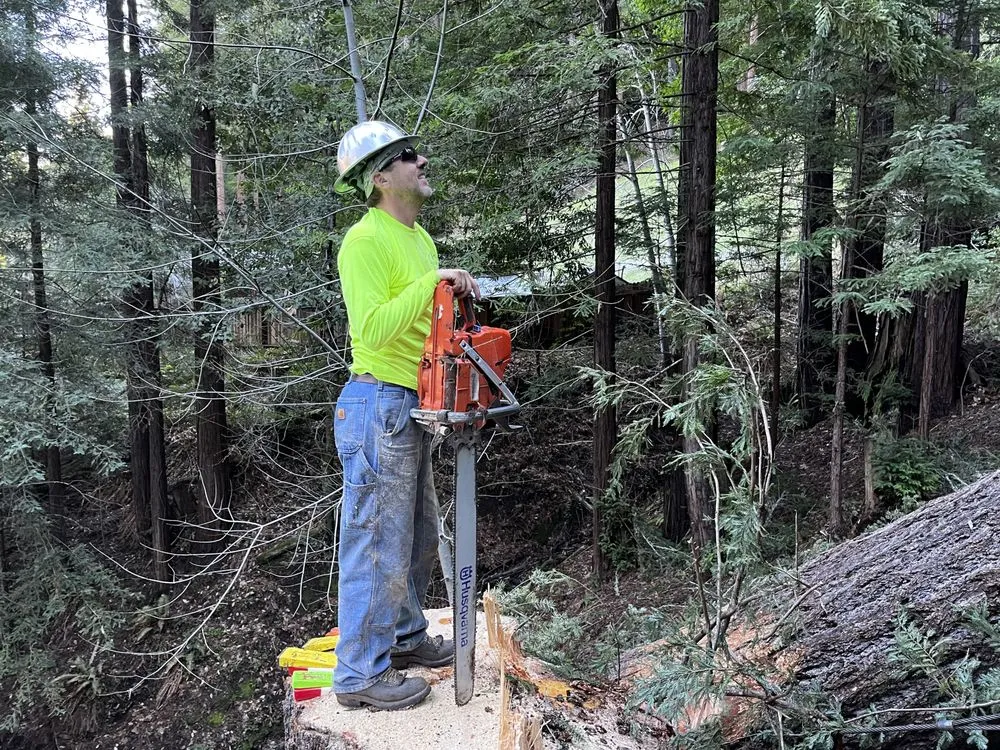 Professional landscape design experts serving Rohnert Park, CA - SkyView Tree Experts