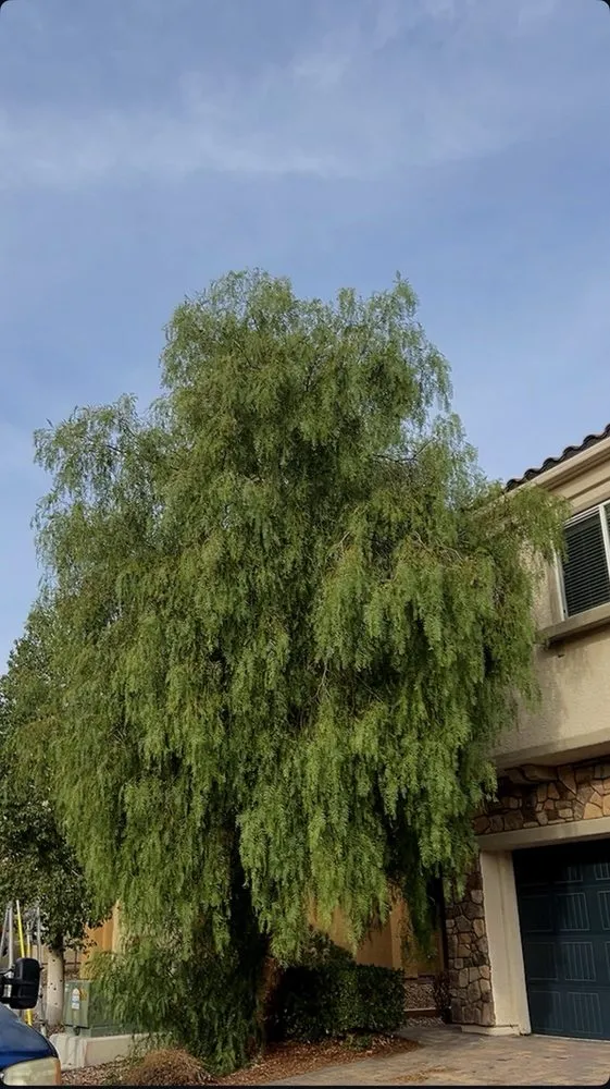 Custom garden landscaping for homes in Las Vegas, NV by SkyWall Landscape