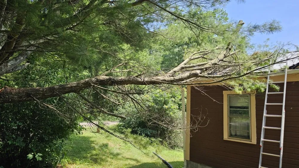 Professional landscape installation for beautiful yards across Tunnelton, WV - Skyward Tree Service & Maintenance