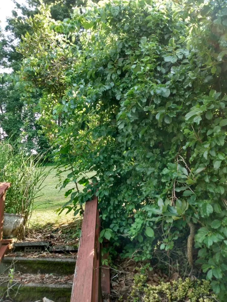 Expert lawn care service in Tunnelton, WV - Skyward Tree Service & Maintenance