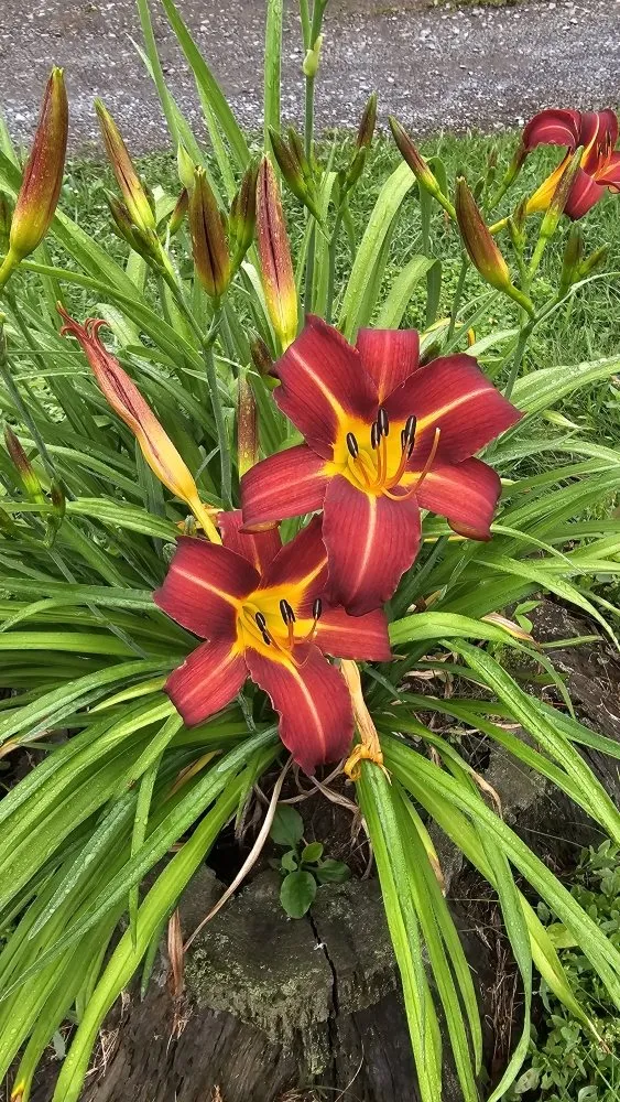 Local outdoor landscaping in Tunnelton, WV by Skyward Tree Service & Maintenance