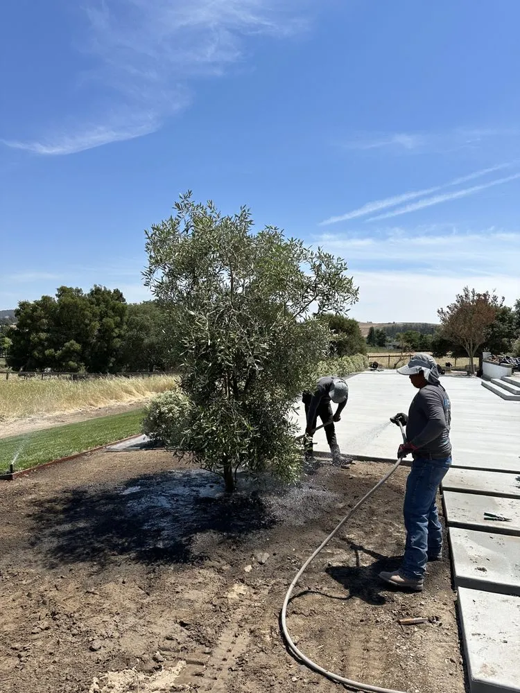 Reliable lawn mowing service with custom design across Petaluma, CA - Skywood Landscaping