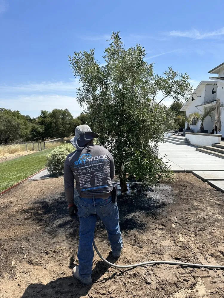 Professional lawn mowing service in Petaluma, CA - Skywood Landscaping