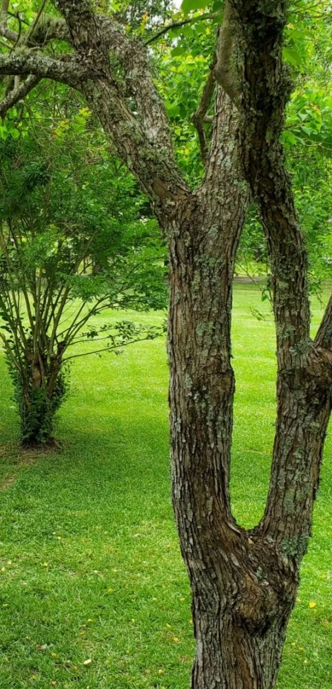 Affordable lawn mowing service for beautiful yards in Selma, AL by S.L. Landscape