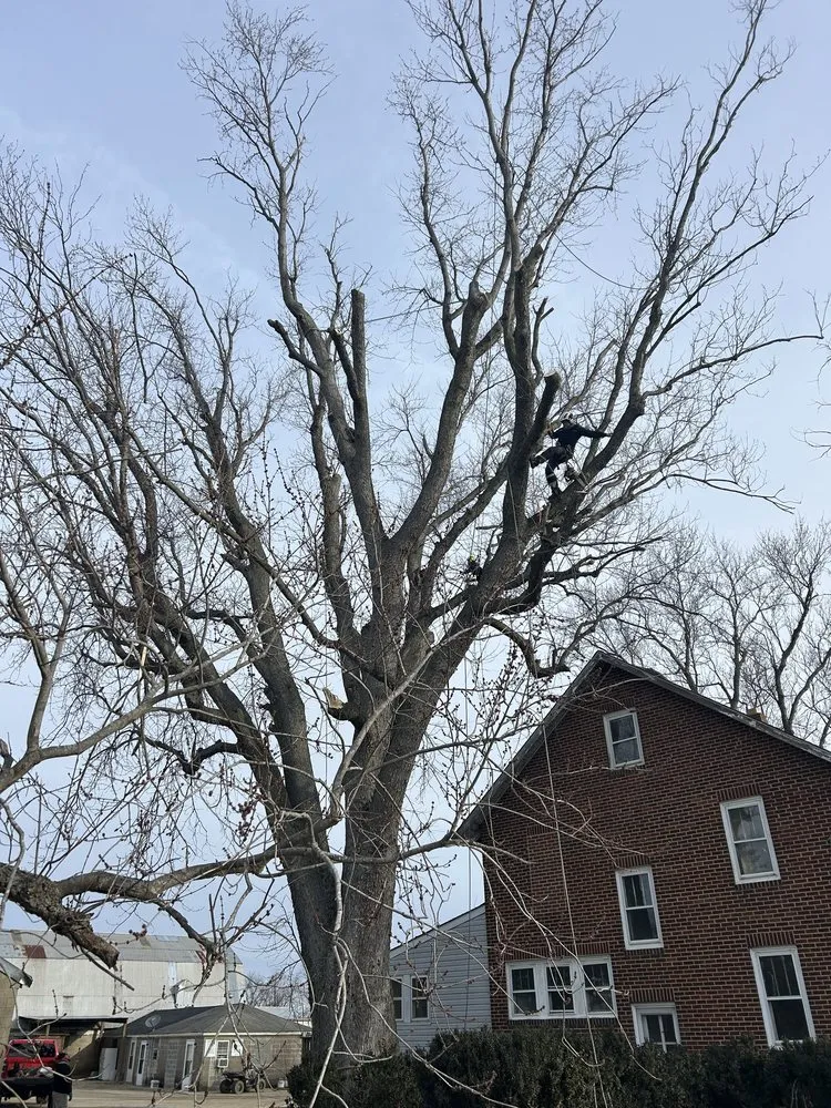 Local yard maintenance experts serving Philadelphia, PA - SL Landscaping