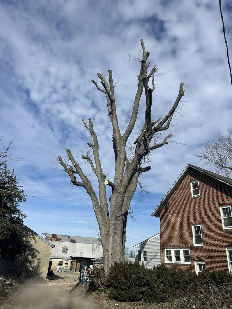 Reliable yard cleanup service experts serving Philadelphia, PA - SL Landscaping