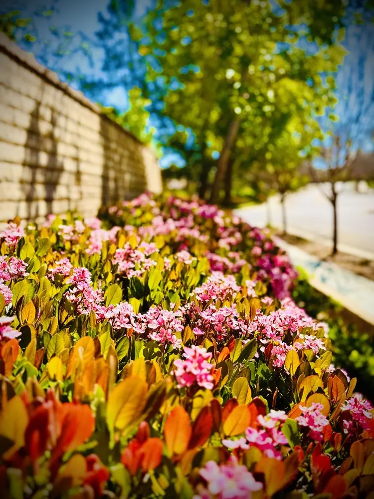 Professional yard maintenance experts serving Tarzana, CA - Slade Landscape