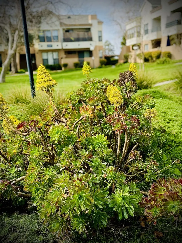 Custom landscape installation in Tarzana, CA by Slade Landscape