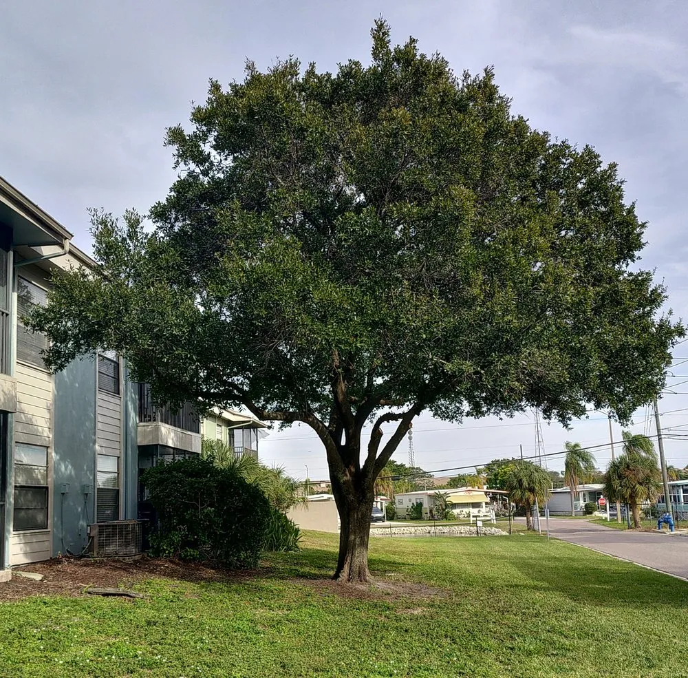 Expert yard maintenance experts serving Clearwater, FL - Slash Tree Service