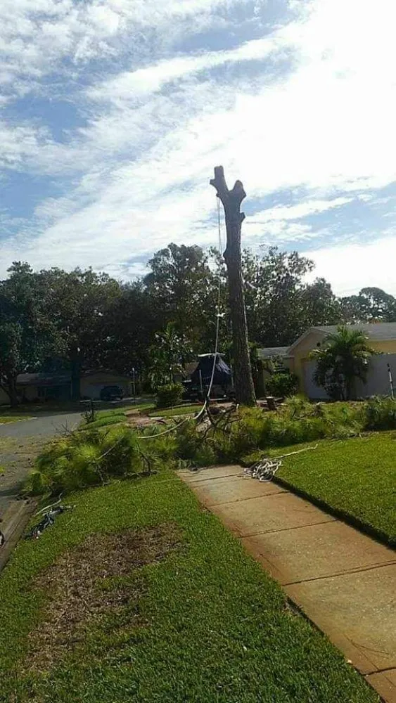 Custom yard maintenance experts serving Clearwater, FL - Slash Tree Service
