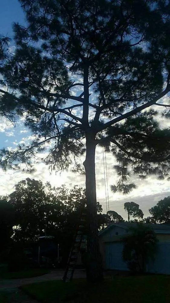 Expert landscape installation in Clearwater, FL by Slash Tree Service