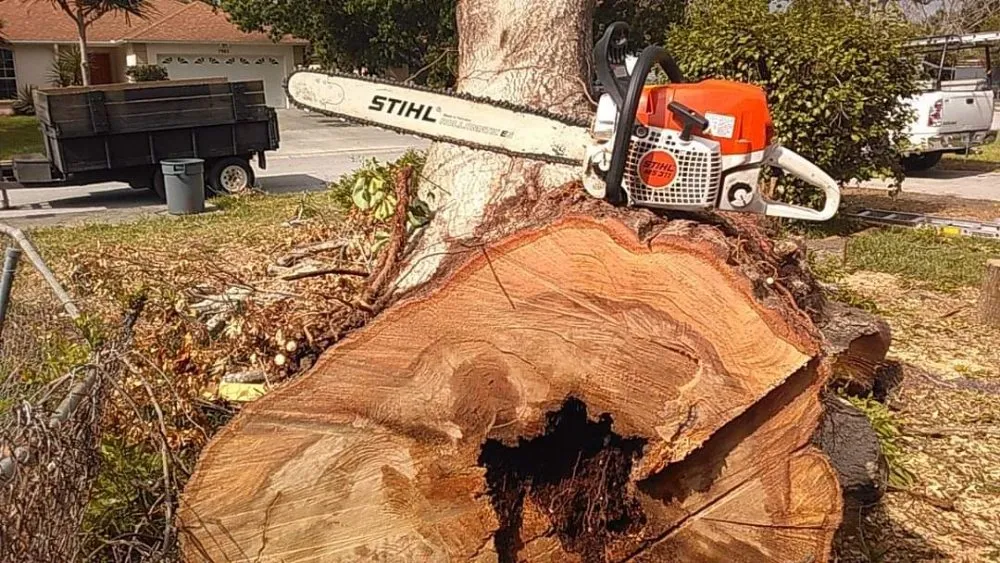 Top-rated yard maintenance for year-round maintenance in Clearwater, FL by Slash Tree Service