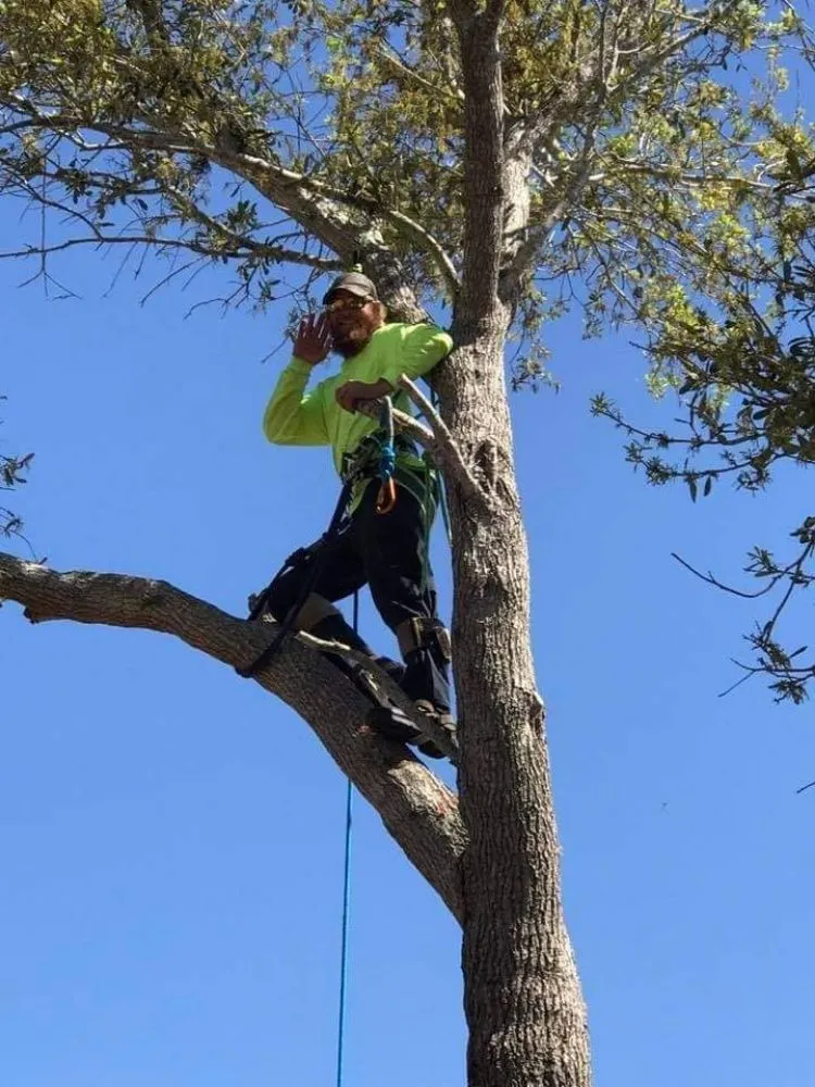 Reliable landscaping services for outdoor upgrades in Clearwater, FL by Slash Tree Service