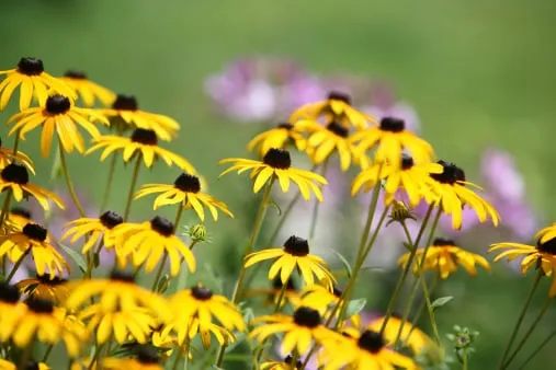 Slate Landscape, Inc