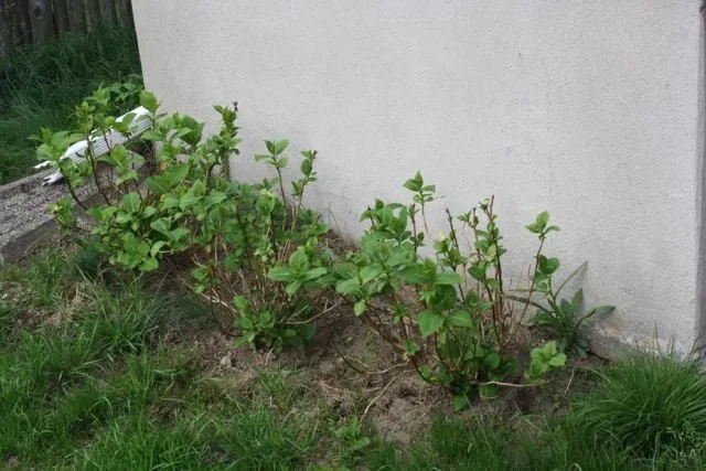 Local yard cleanup service experts serving Sudbury, MA - SLDA Landscape Design