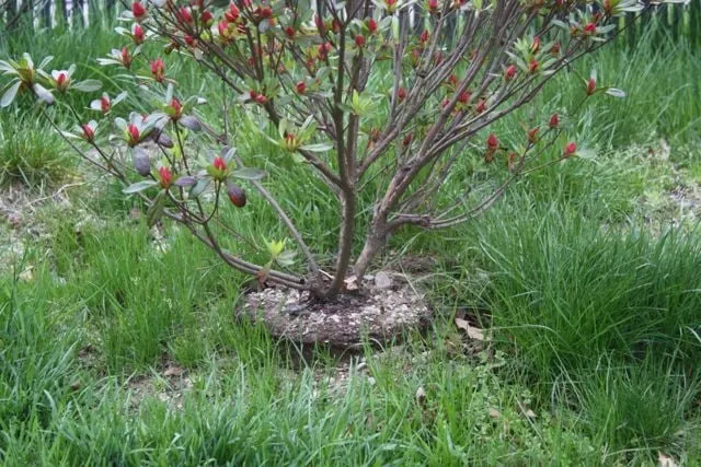 Top-rated garden landscaping in Sudbury, MA by SLDA Landscape Design