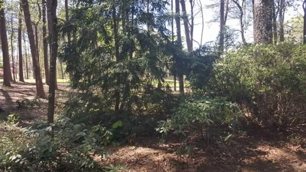 Expert landscape installation in Vance, AL by Sledge