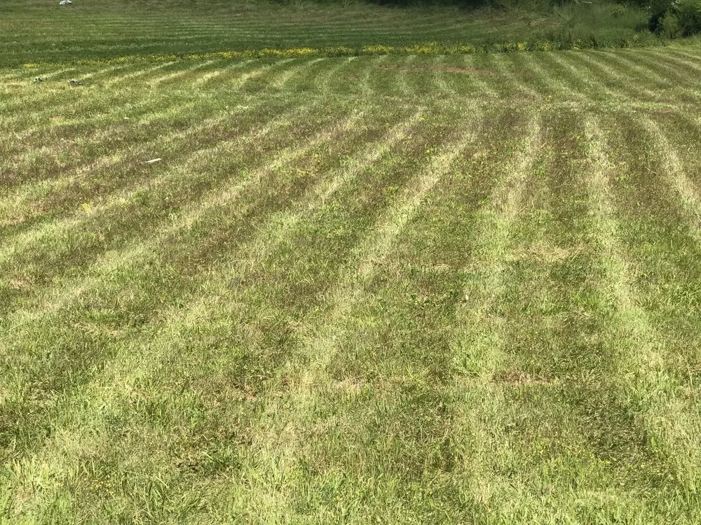 Professional yard cleanup service in Murfreesboro, TN by Sleezo Landscaping