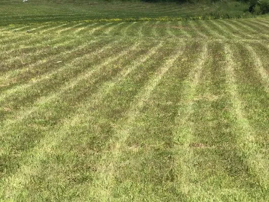 Sleezo Landscaping Logo