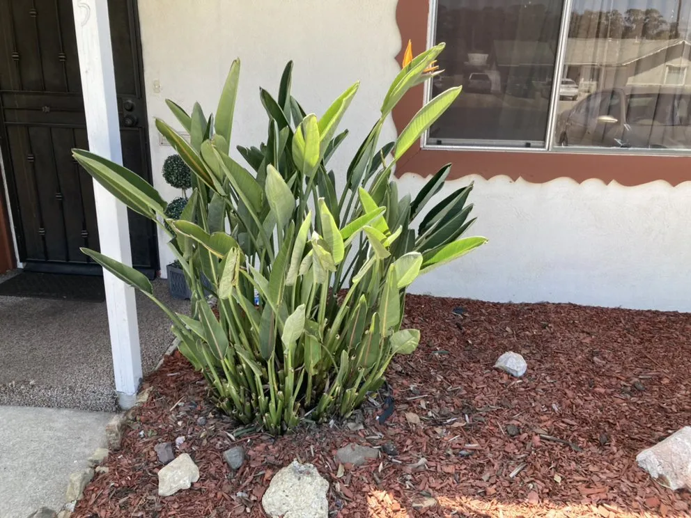 Custom outdoor landscaping in Oxnard, CA by SLGgardening And Landscape