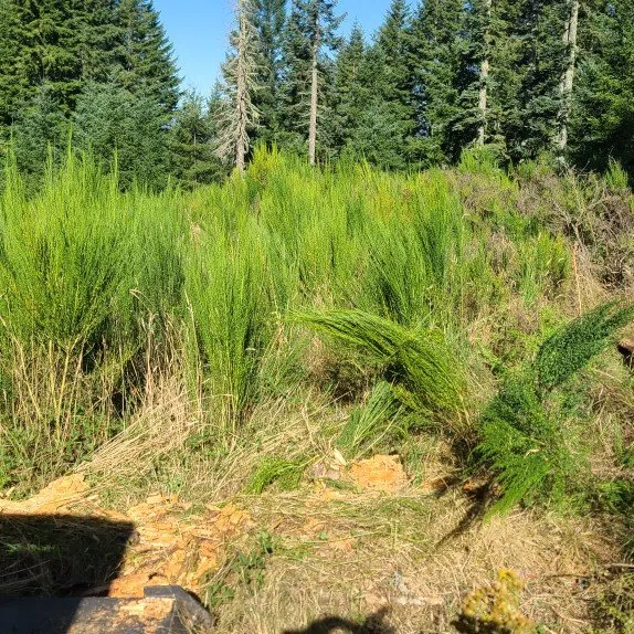 Custom yard cleanup service for residential properties across Stayton, OR - Slice N Dice Blackberry & Brush Clearing