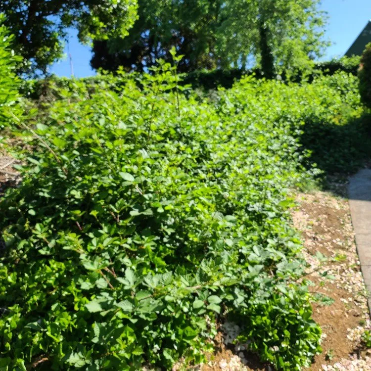 Affordable lawn mowing service for year-round maintenance in Stayton, OR by Slice N Dice Blackberry & Brush Clearing