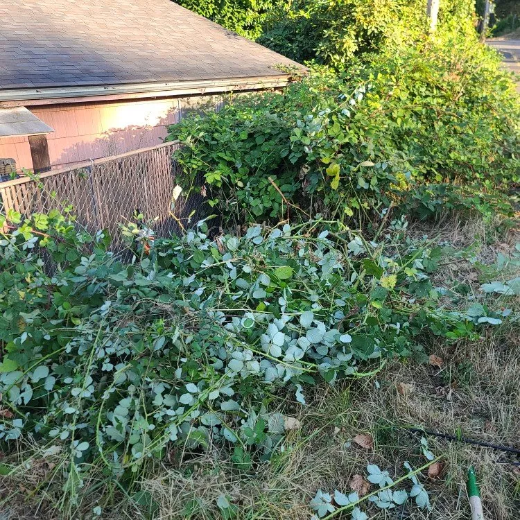 Local lawn care service for outdoor upgrades in Stayton, OR by Slice N Dice Blackberry & Brush Clearing
