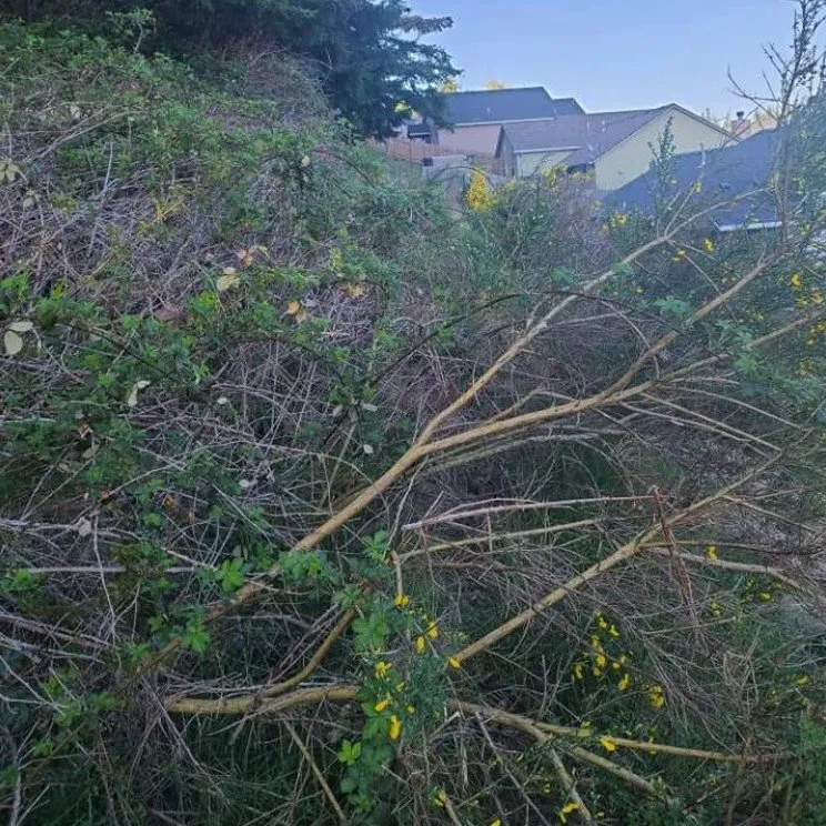 Local outdoor landscaping experts serving Stayton, OR - Slice N Dice Blackberry & Brush Clearing