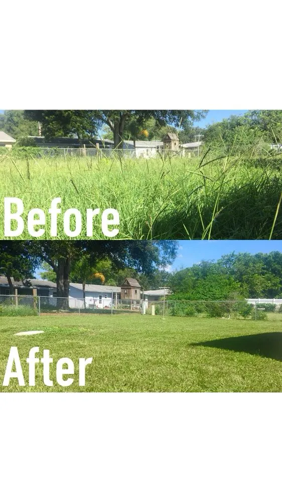 Custom yard cleanup service in Safety Harbor, FL by Slice of Lawn