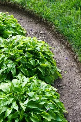 Slingin Blade Landscape Services