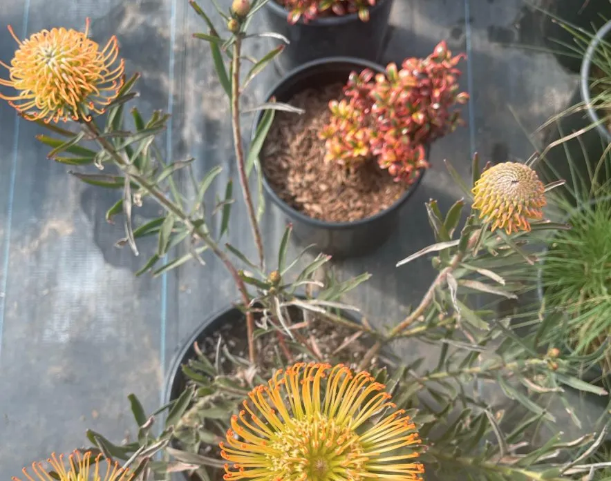 Professional yard cleanup service experts serving San Luis Obispo, CA - SLO Landscaping