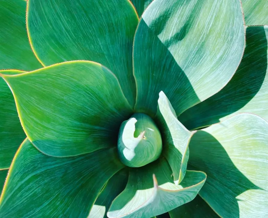 Custom landscape design in San Luis Obispo, CA by SLO Landscaping